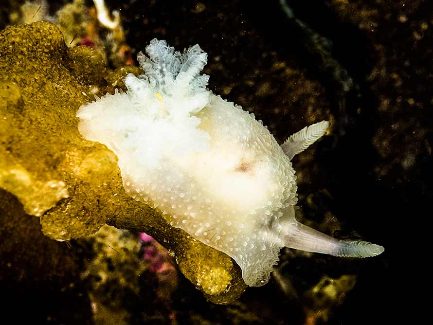 Acanthodoris pilosa